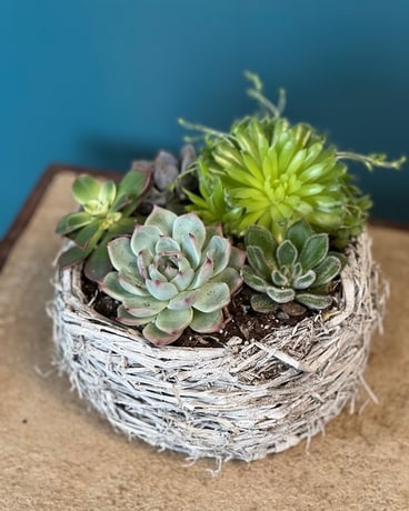 Succulent Garden Dish Garden Plant
