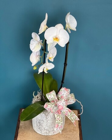 White Orchid in Ceramic Pot Dish Garden Plant