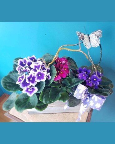 Violets and Butterfly Dish Garden Plant