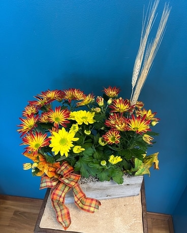 Fall Mum Planter Box Plant