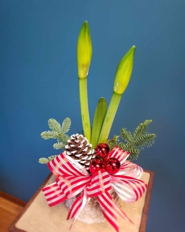 Festive Amaryllis Plant