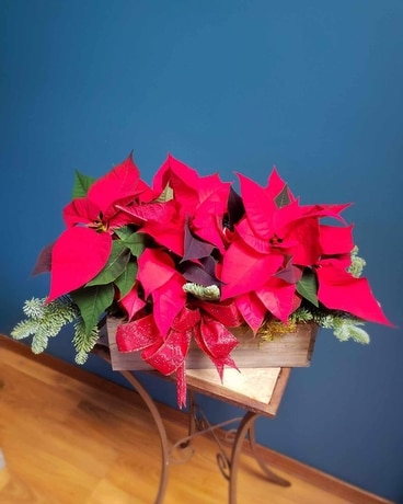 Poinsettia Trio Plant