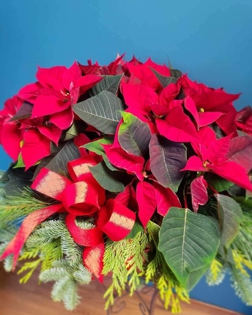 All Dressed up Poinsettia Plant