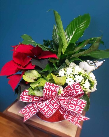 Joyful Holiday Garden Plant