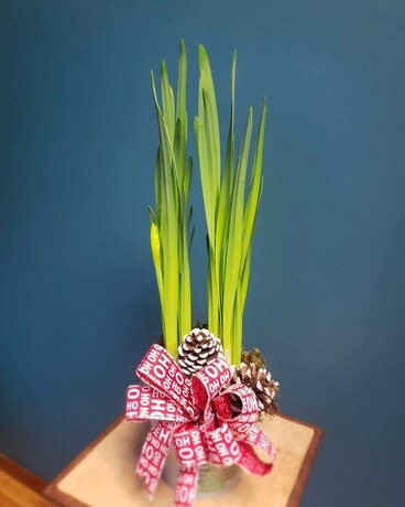 Peaceful Paperwhites Plant