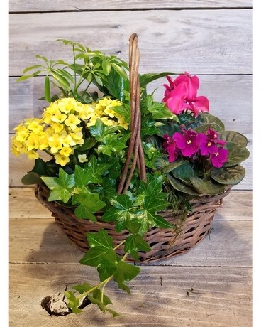 Bright Plant Basket Plant