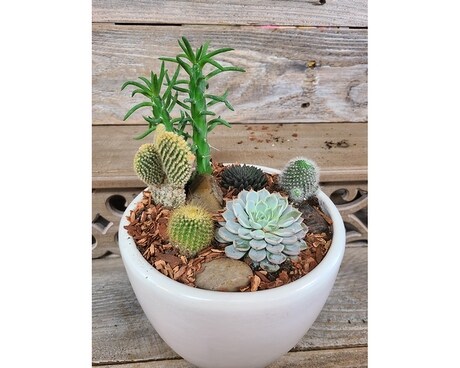 Cactus Garden Dish Garden Plant