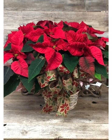 Poinsettia 8