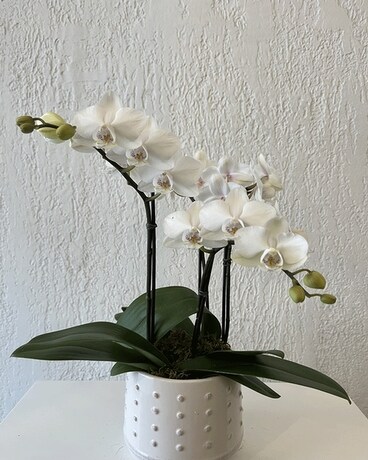 Demi Flower Arrangement