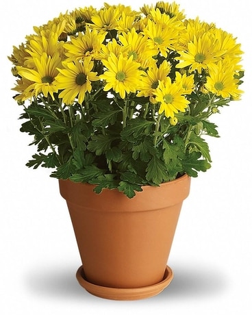 Hardy Mums Plant