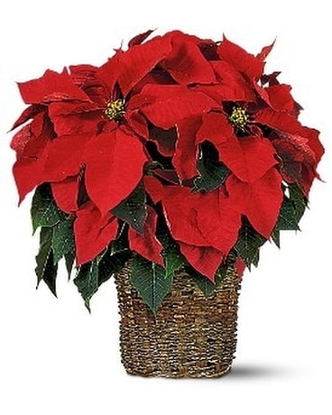 Medium Red Poinsettia Flower Arrangement