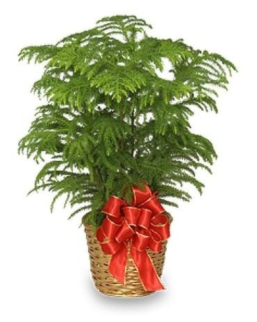 Norfolk Pine Flower Arrangement