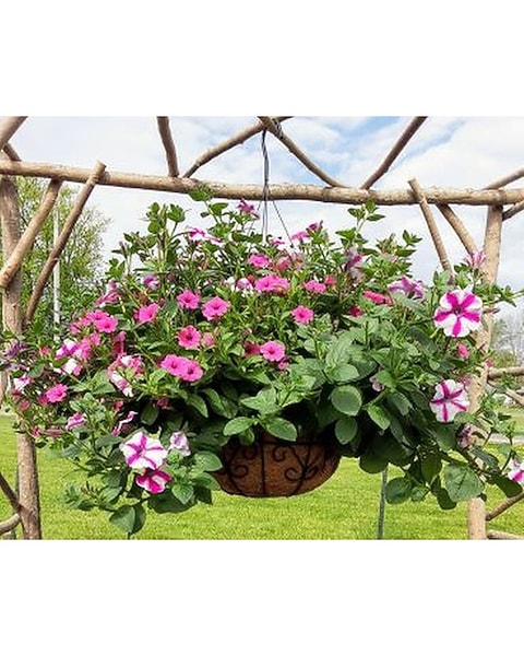 Metal Hanging Basket in Georgetown IL - Flowers on Main, Inc.