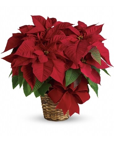 Red Poinsettia Flower Arrangement