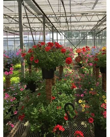 Mother's Day Hanging Basket Flower Arrangement