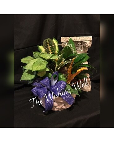 Dish Garden Dish Garden Plant