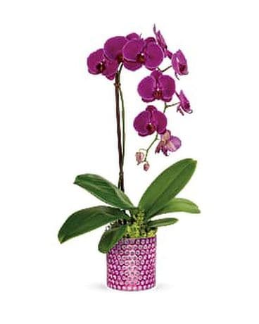 Wishing Orchid Flower Arrangement