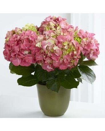Pink Hydrangea Plant