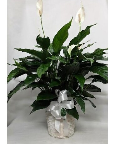 swiss cheese plant Rare Monstera Adansonii 'Swiss Cheese'