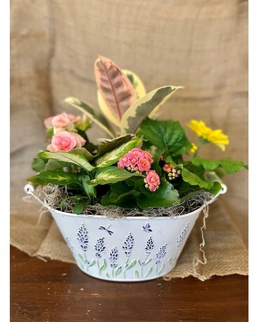 Lavender Tin Mixed Planter Dish Garden Plant
