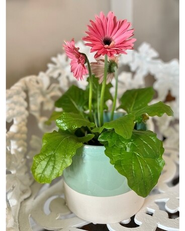 Teal Glaze Gerbera Planter Flower Arrangement