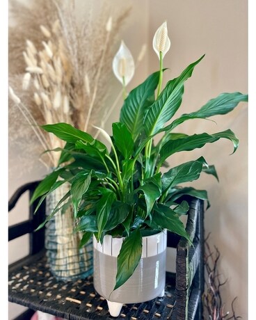 Modern Leg Peace Lily Planter Flower Arrangement