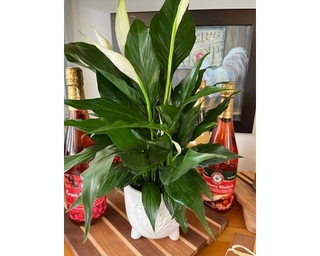 Peace Lily in Ceramic Container Plant