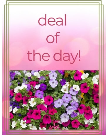 Outdoor Flowering Basket Plant