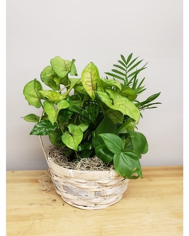 Peaceful White Wicker Basket Plant