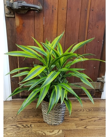 Lovely Warnecki Plant