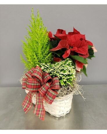 Exclusive Christmas Trio Plant