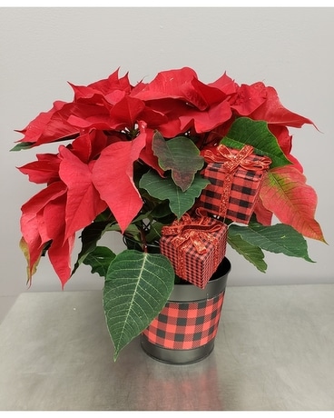 Plaid Poinsettia Plant