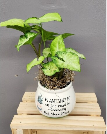 Plant Addiction Plant