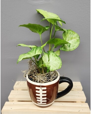 All Star Plant