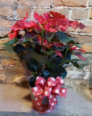 Jingle Bell Poinsettia Plant