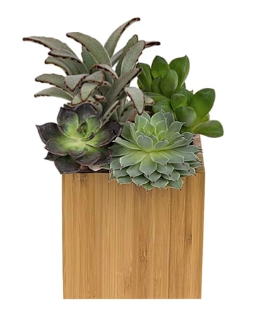 Teleflora's Mindful Moment Garden Flower Arrangement