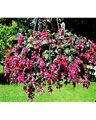 10 Hanging Fushia Plant - May 10