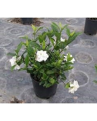 Gardenia Plant Available May 5th Plant