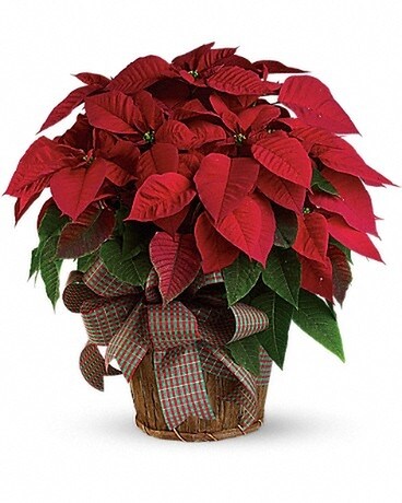 8 Poinsettia Plant