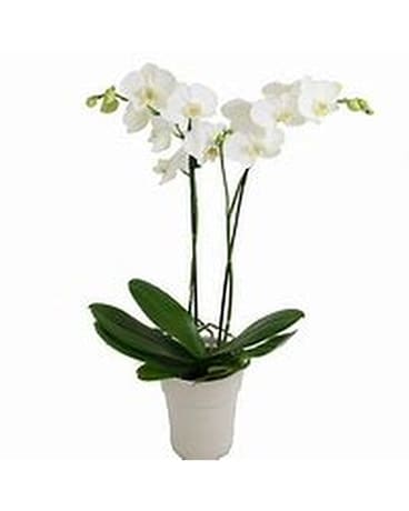 Phalaenopsis Orchids Plants Plant