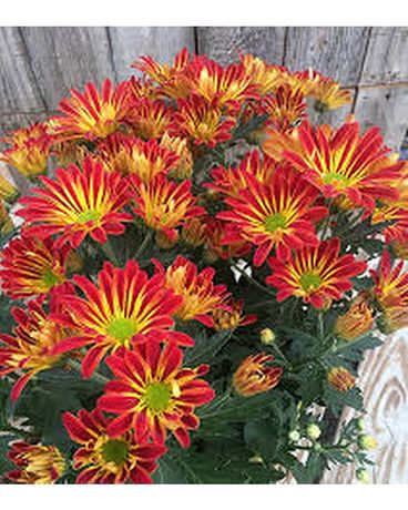 Pelee  Mum Plant Plant