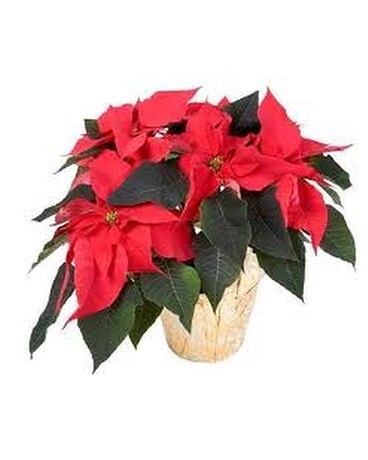 Poinsettia Plant
