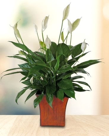Peace Lily Flower Arrangement