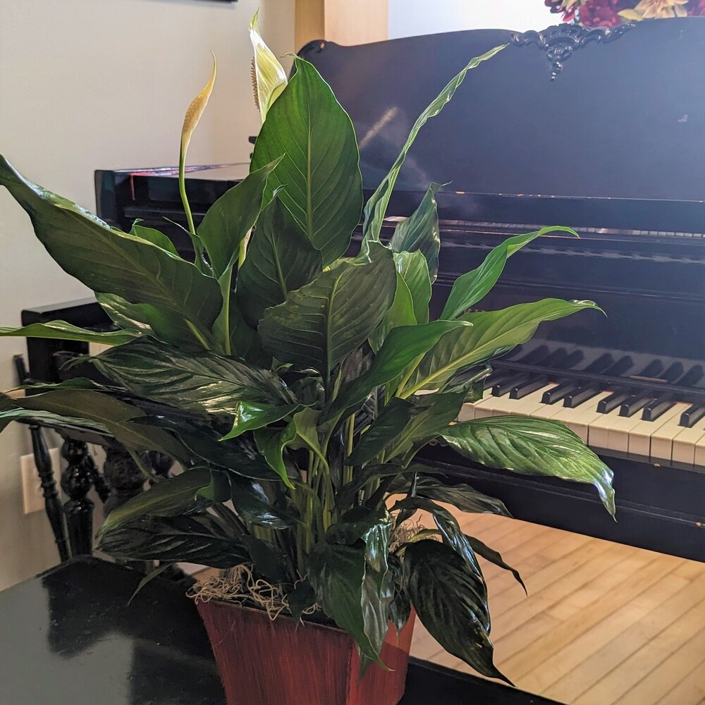 Medium Peace Lily in Watertown WI - Draeger's Floral