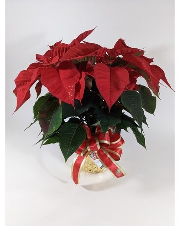 Red Poinsettia Plant