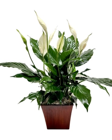Medium Peace Lily in Watertown WI - Draeger's Floral