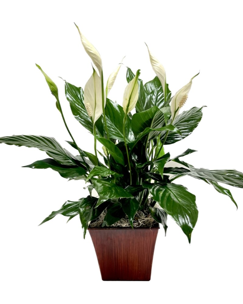 Medium Peace Lily in Watertown WI - Draeger's Floral