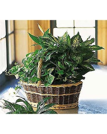 Large Basket Garden - by Eneni's Garden, Ltd. Flower Arrangement