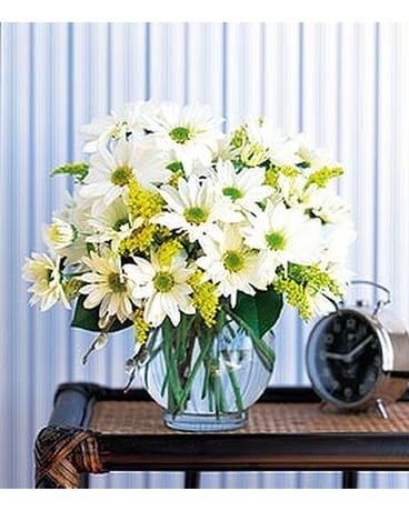 Daisy Cheer - by Eneni's Garden, Ltd. Flower Arrangement