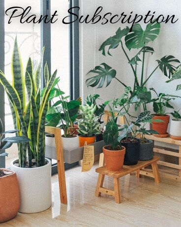 Plant Subscription Flower Arrangement